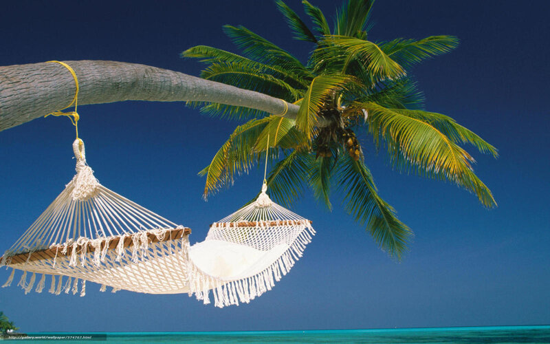 Hammocks under a palm tree