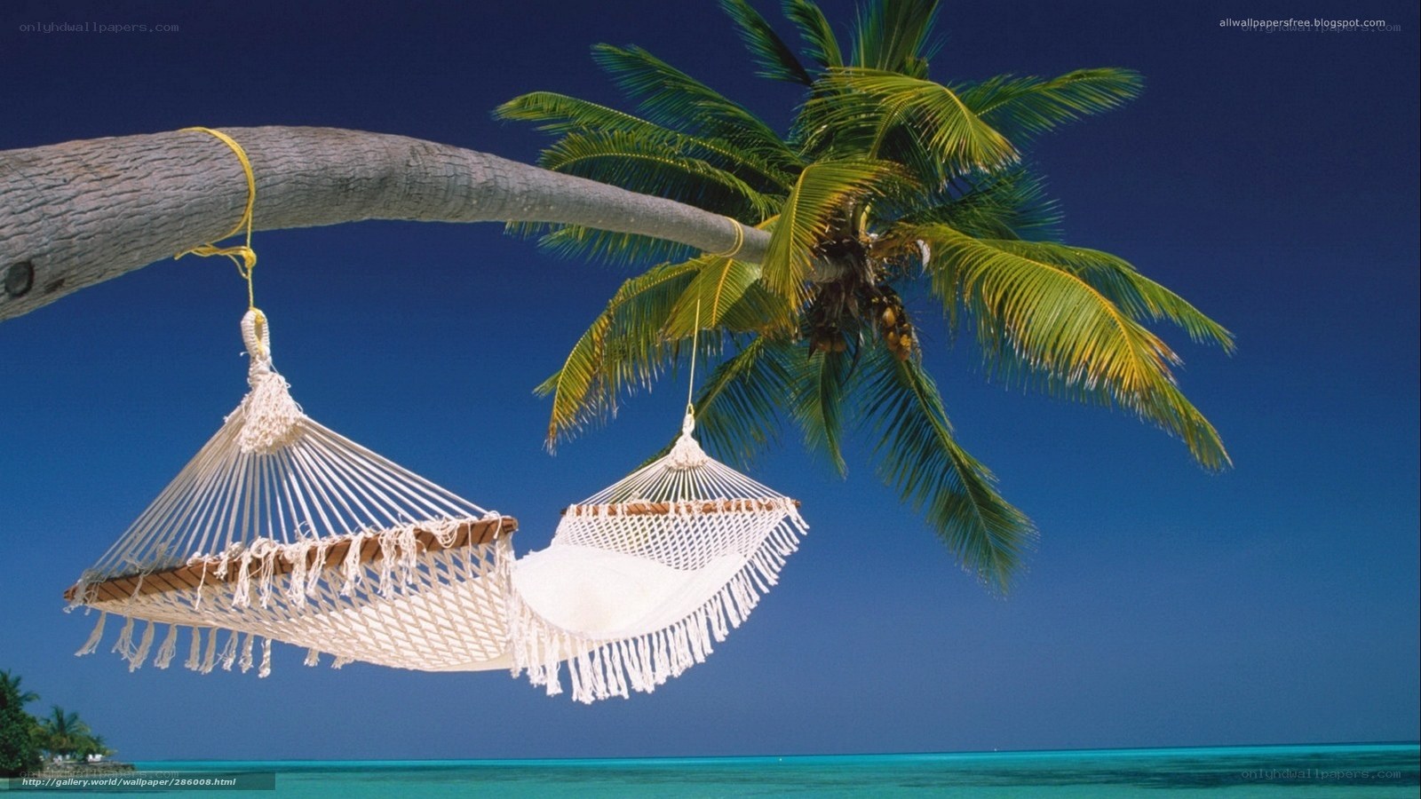 Hammocks under palm tree