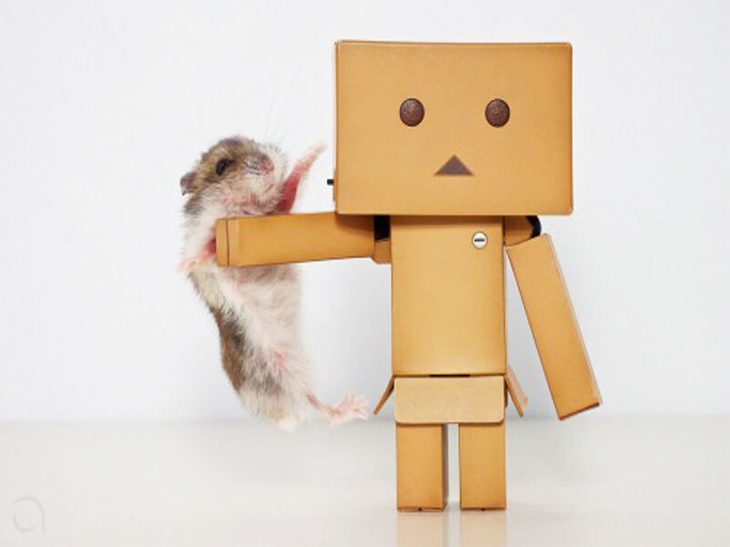 Hamster and Cardboard Robot
