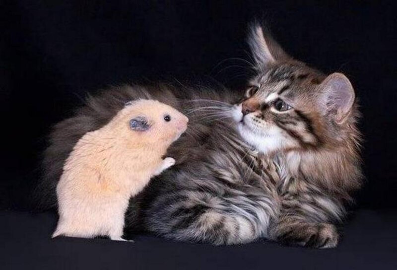 Hamster and Kitten