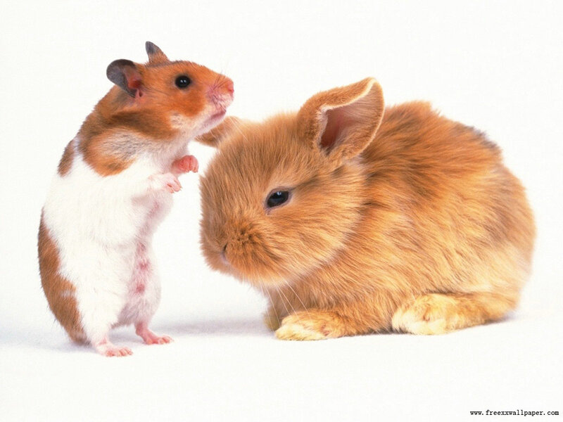 hamster and rabbit interacting