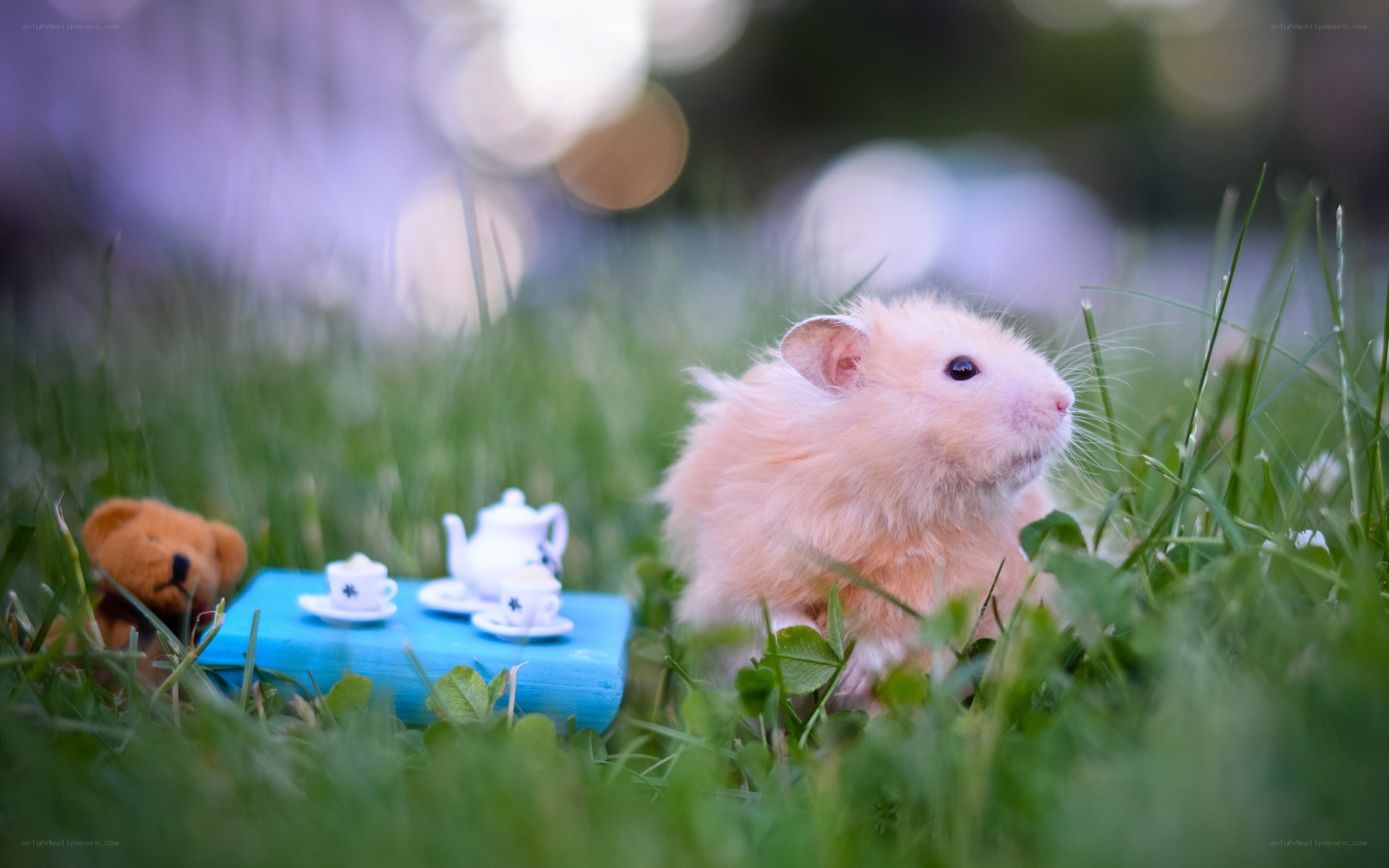 Hamster at a tea party