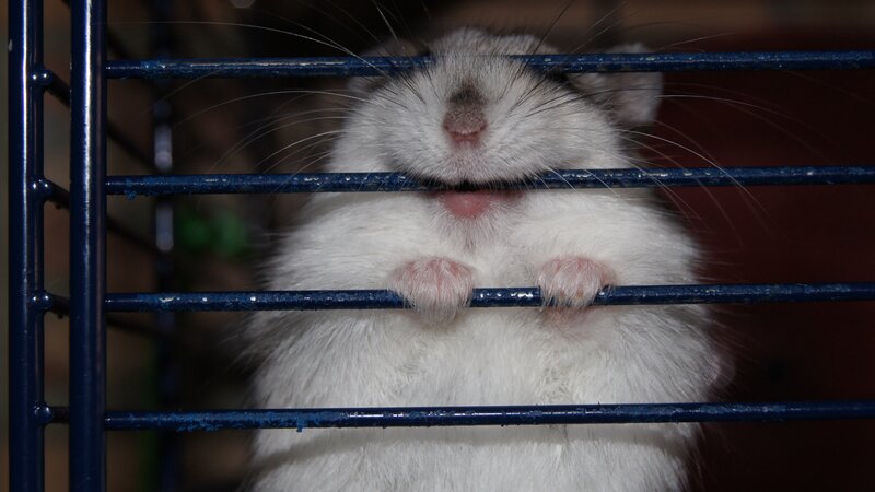 hamster behind cage bars