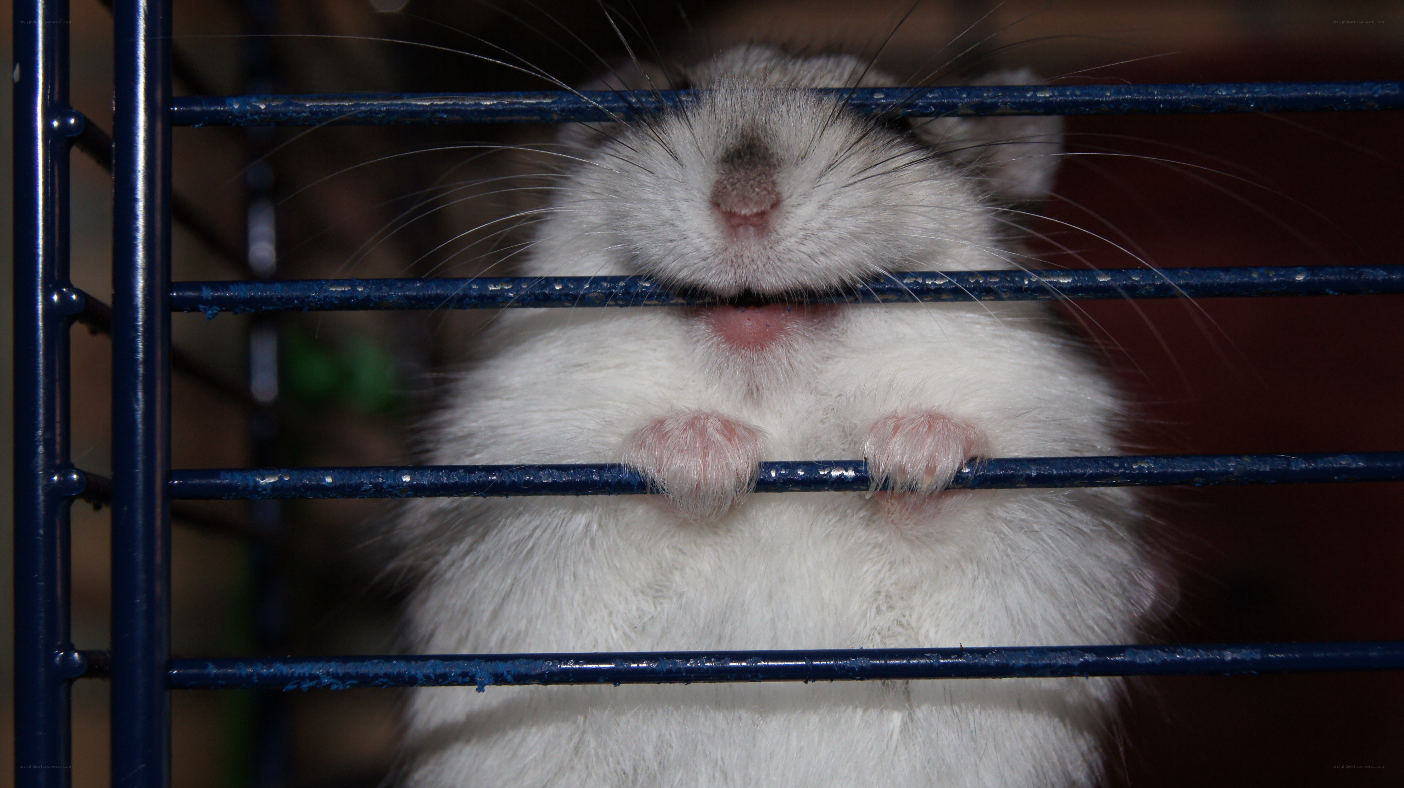 hamster behind cage bars