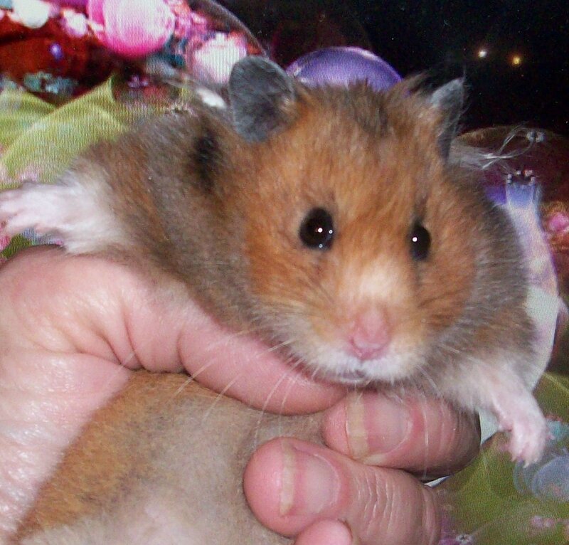 Hamster being held in hand