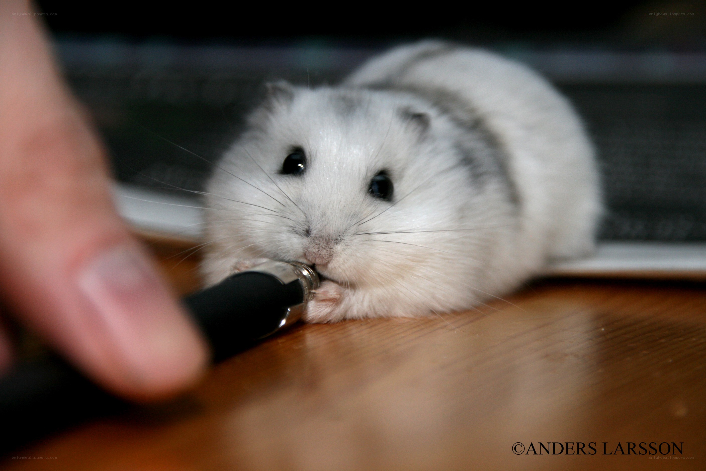 hamster chewing on pen