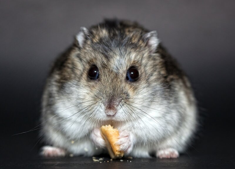 hamster eating a cracker