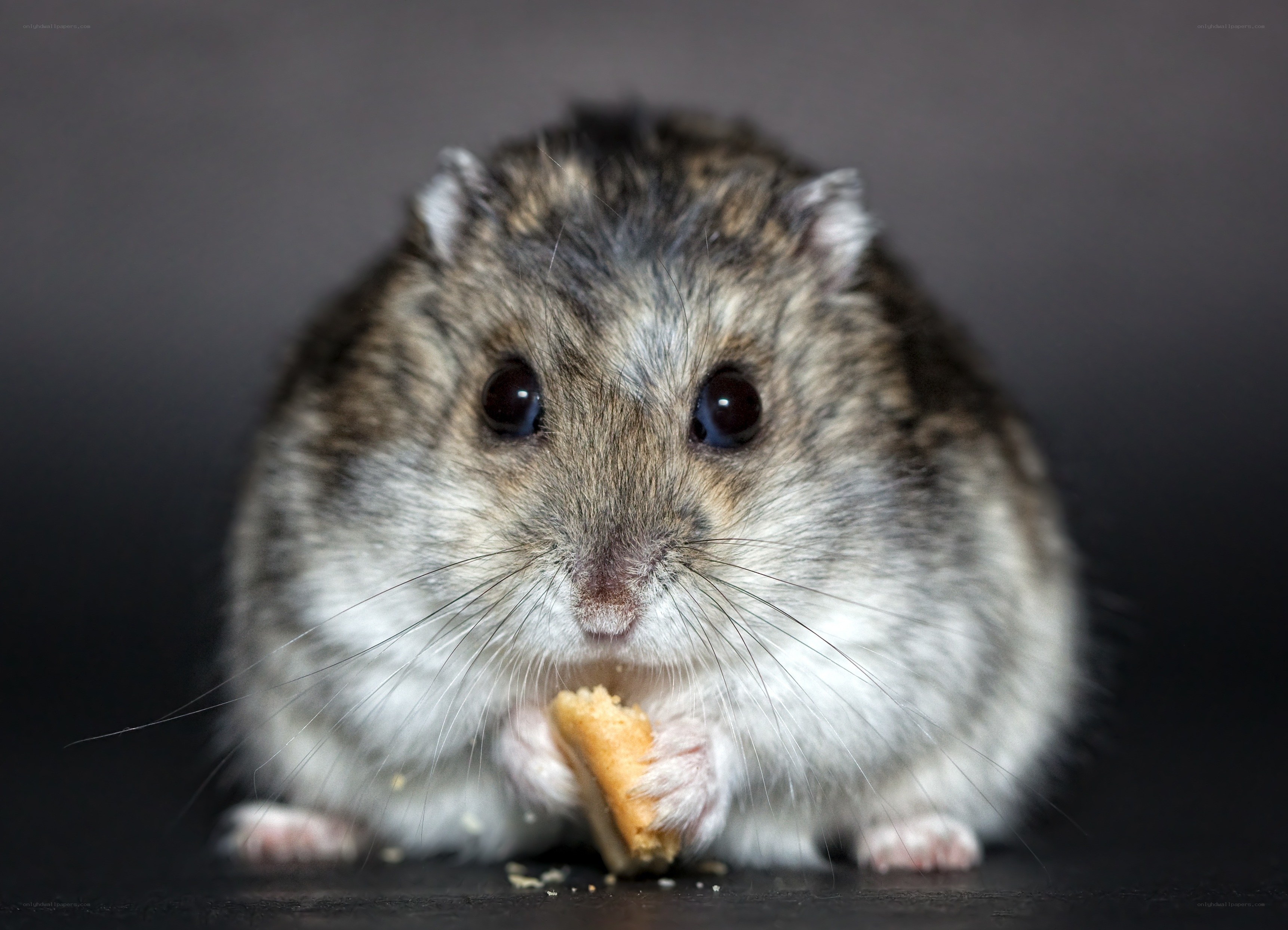 hamster eating a cracker