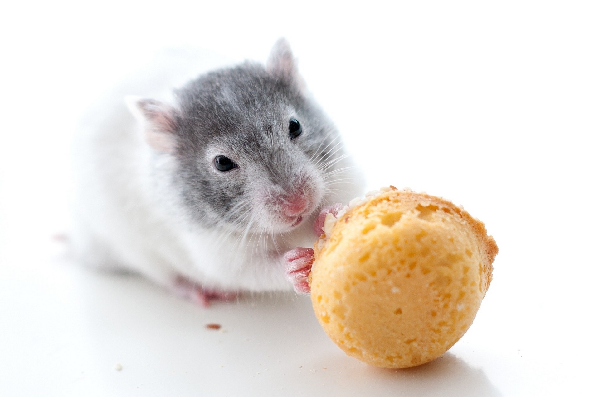 hamster eating a treat