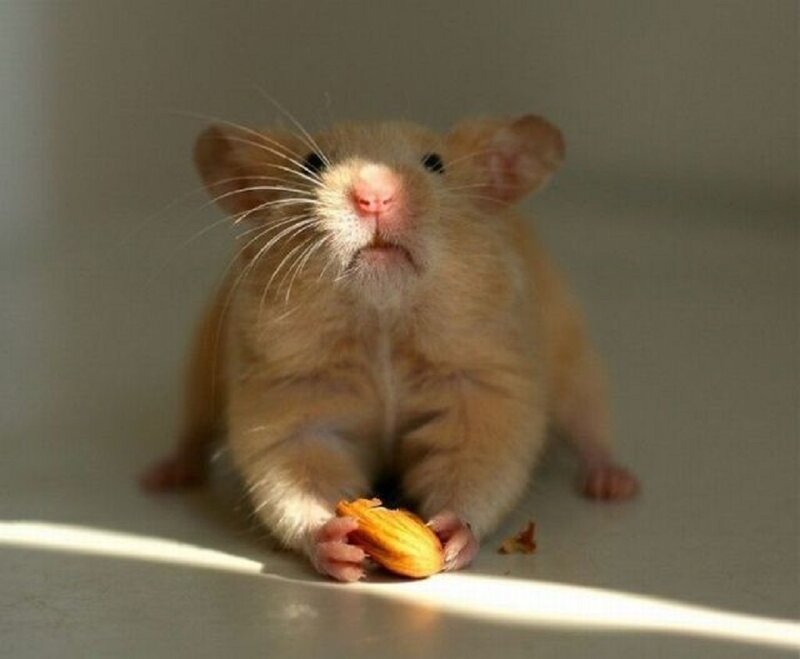 Hamster Eating Almond