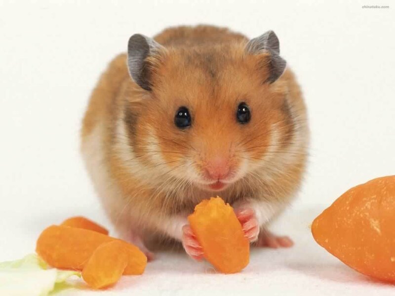 hamster eating carrot