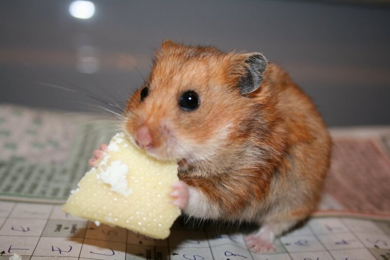 hamster eating cheese