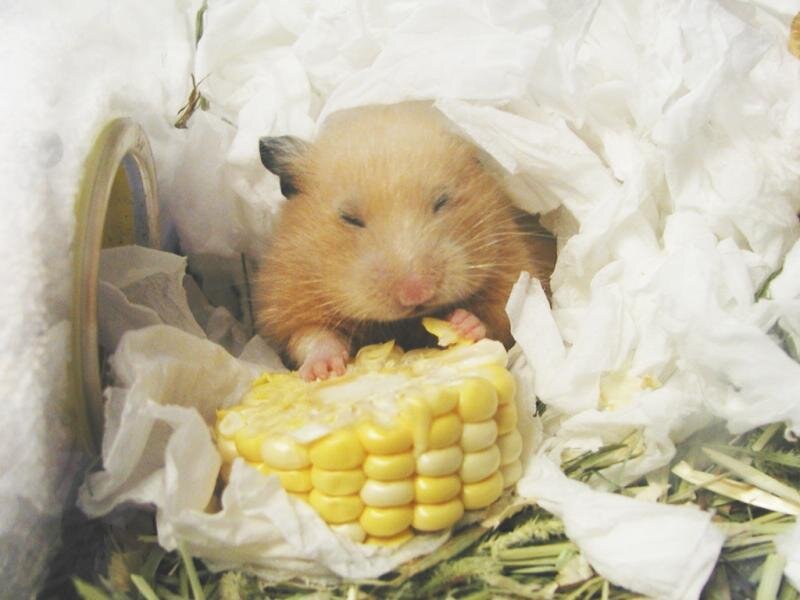 Hamster Eating Corn