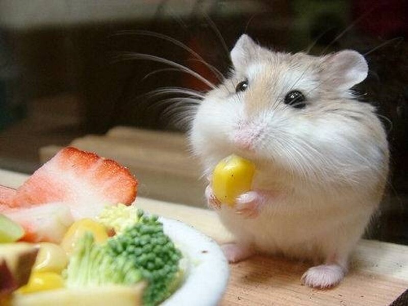 Hamster Eating Corn — White
