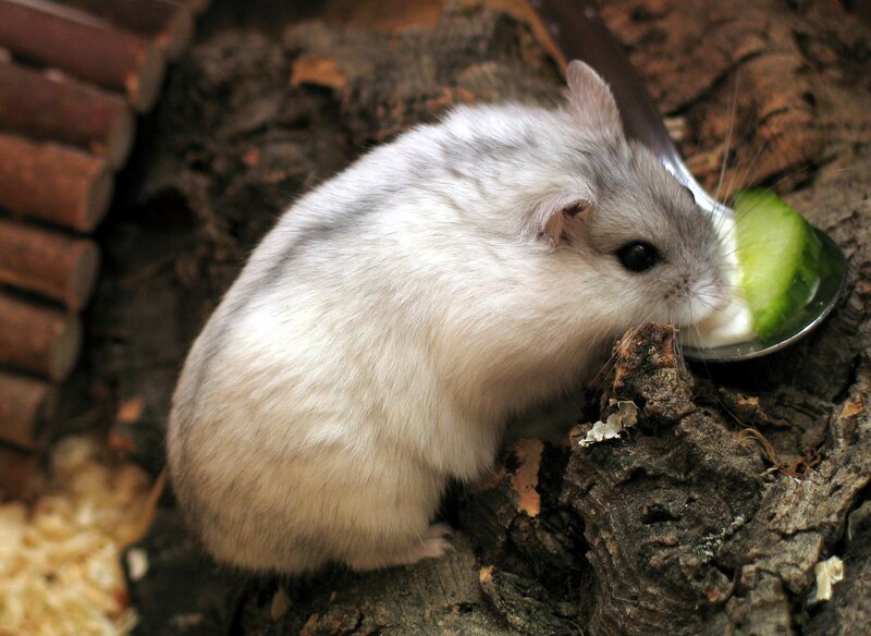 hamster eating cucumber