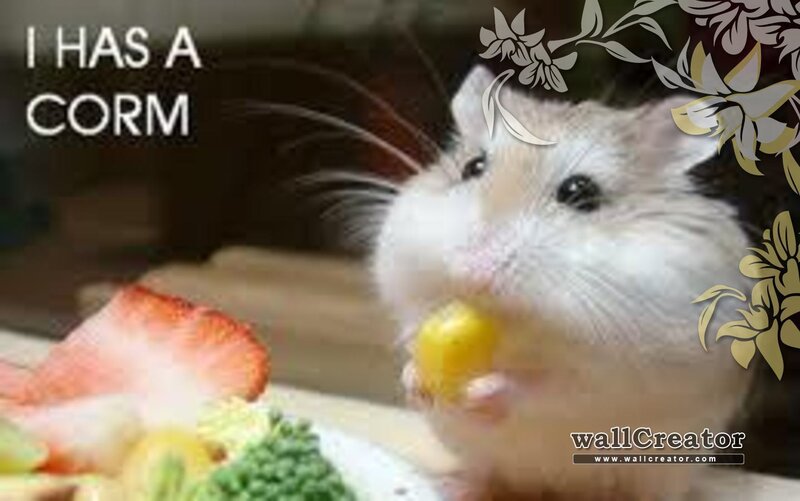 Hamster Eating Food — White