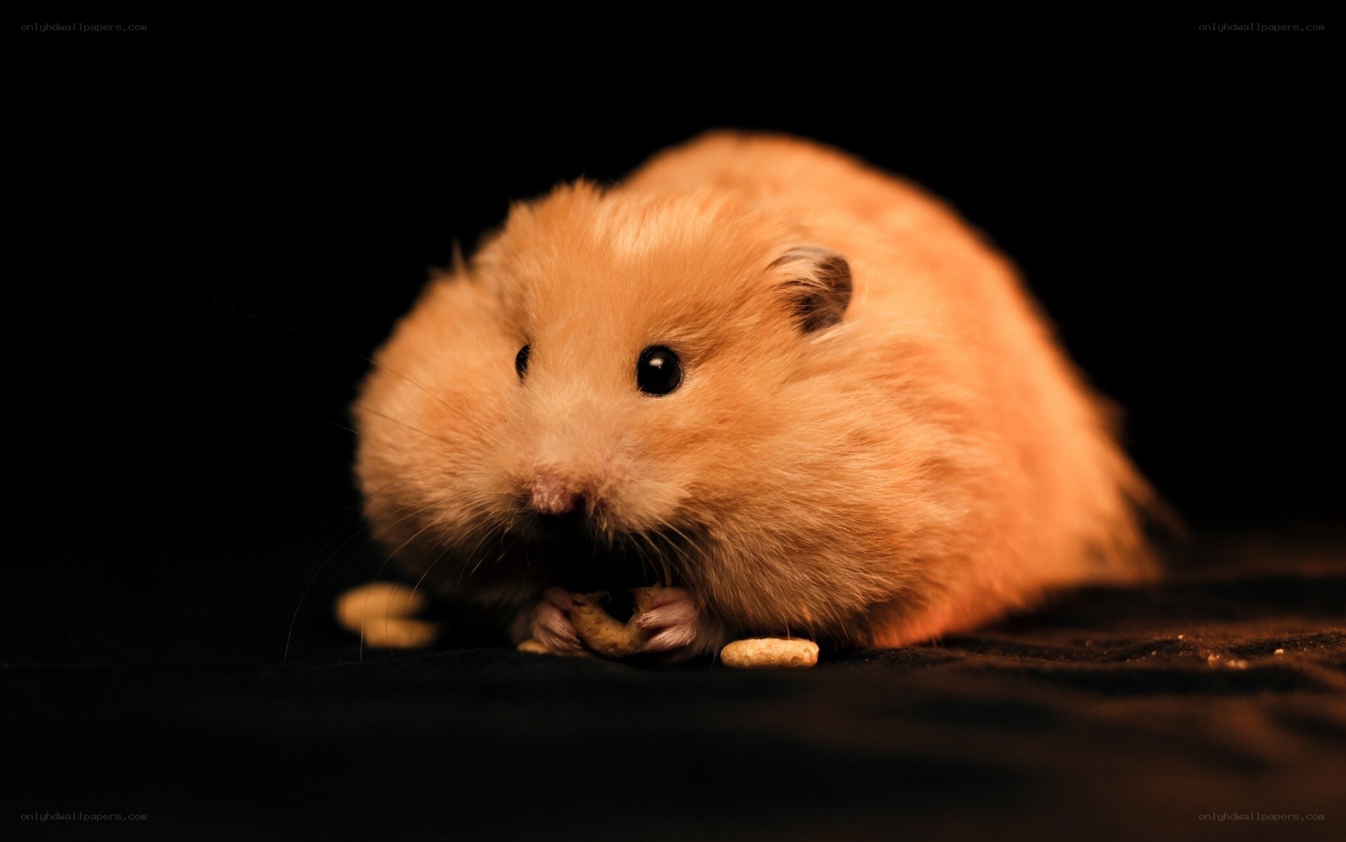 hamster eating food