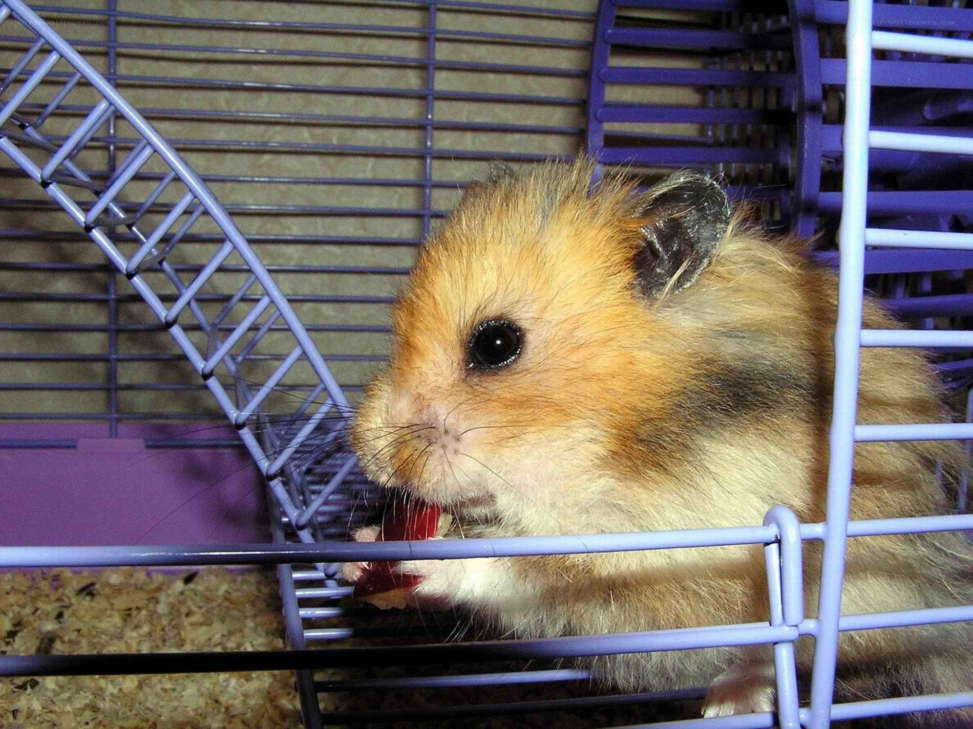 hamster eating in cage
