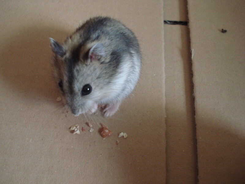 hamster eating on cardboard