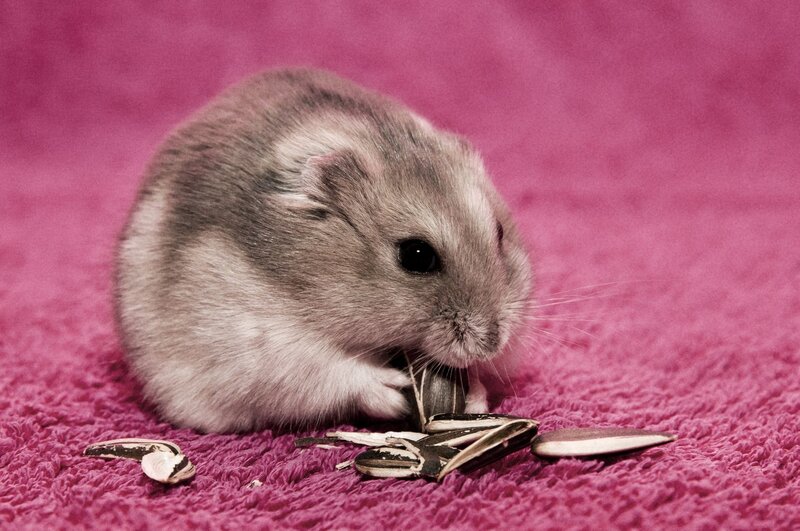 hamster eating sunflower seeds