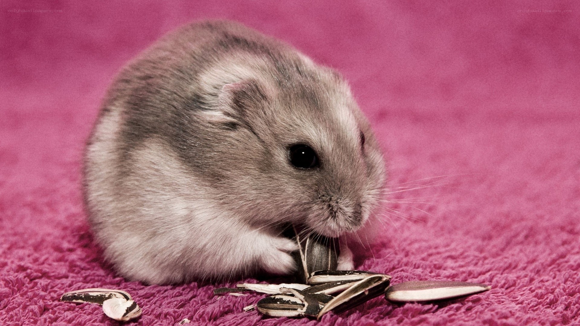hamster eating sunflower seeds