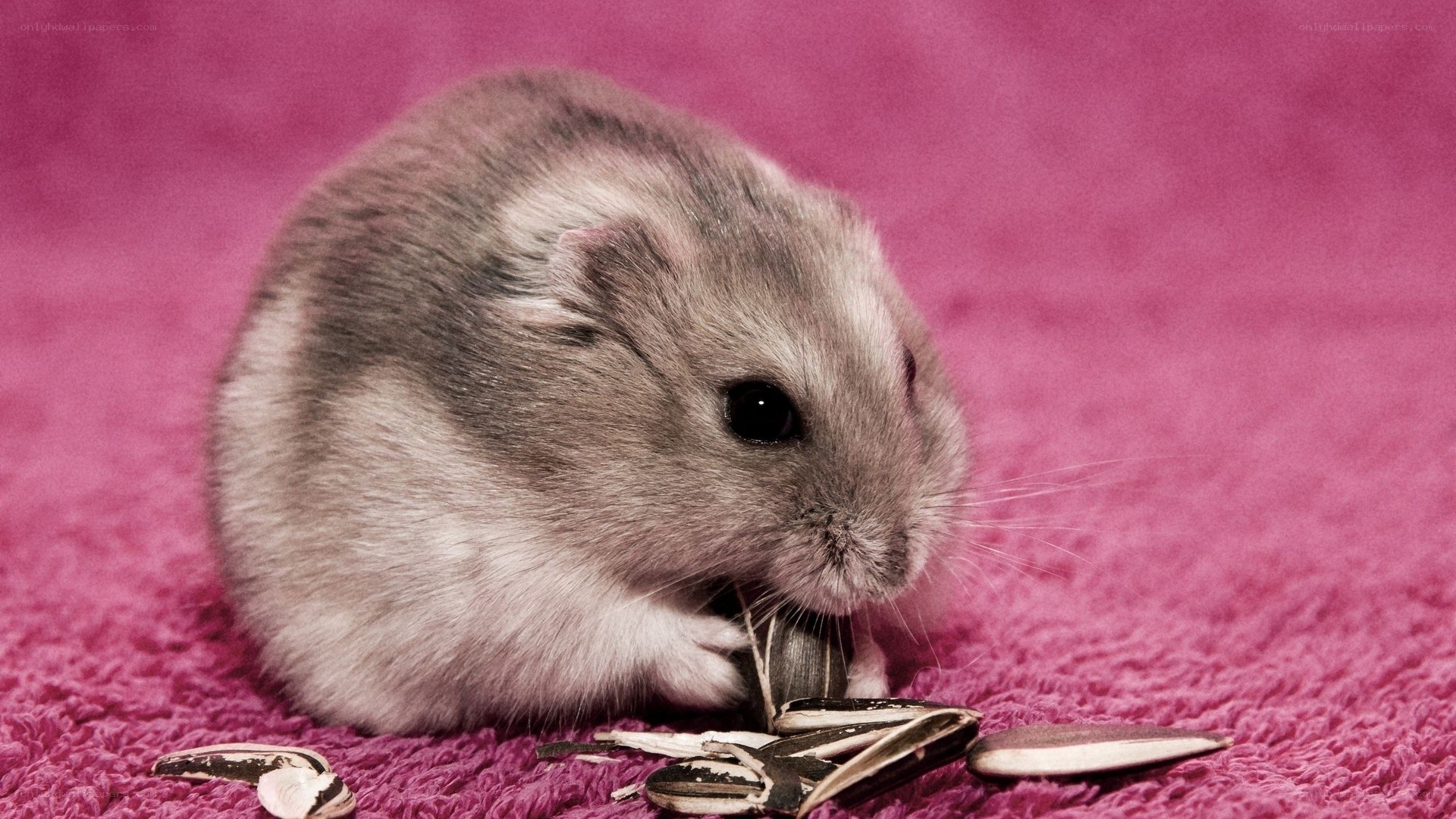 hamster eating sunflower seeds