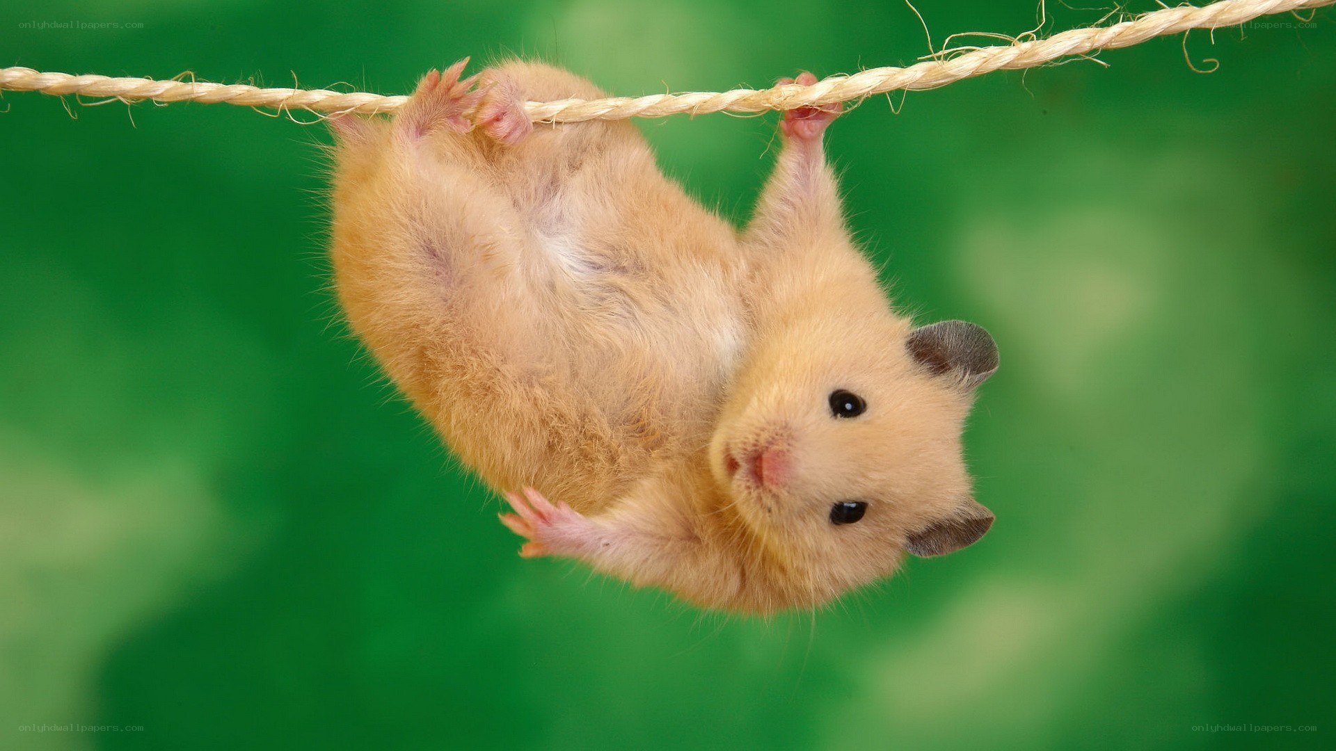 hamster hanging from a rope