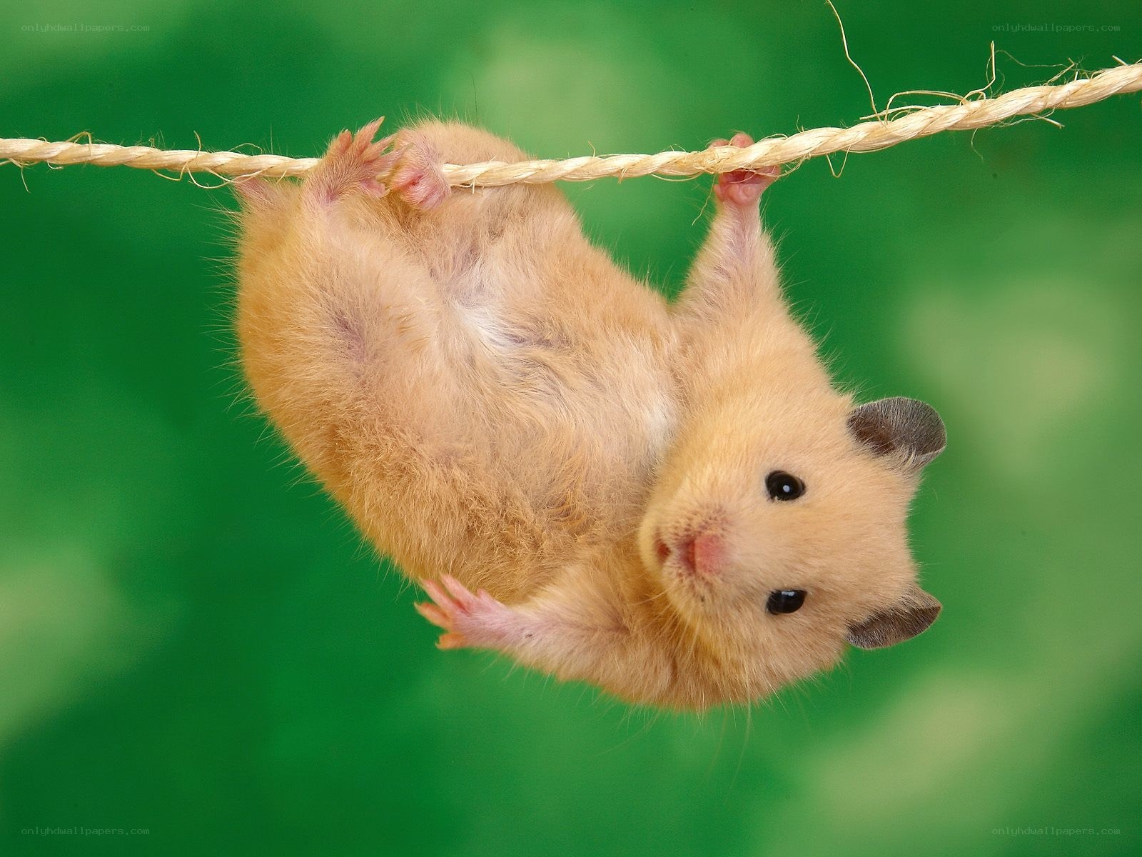 hamster hanging from a rope