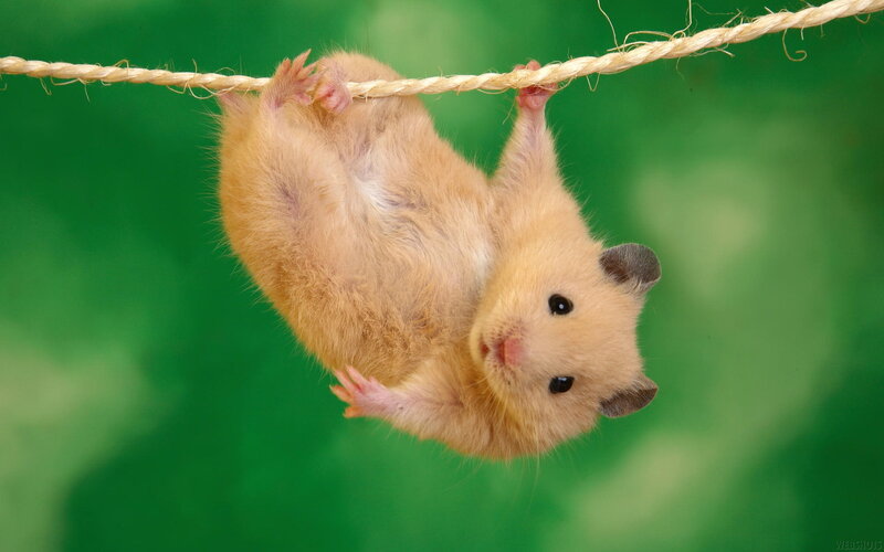 hamster hanging from a rope