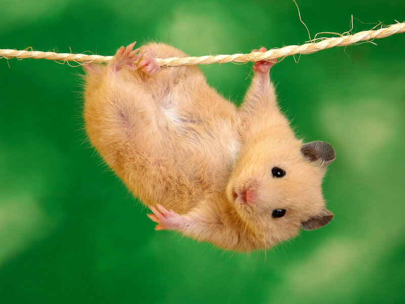 hamster hanging from a rope