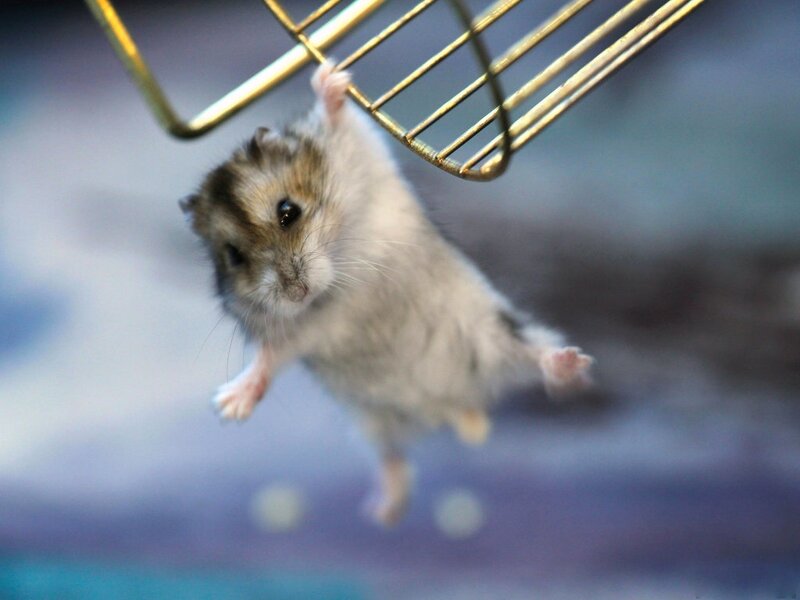 Hamster Hanging from Cage