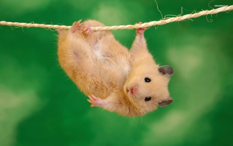 Hamster Hanging from Rope — Green, Brown