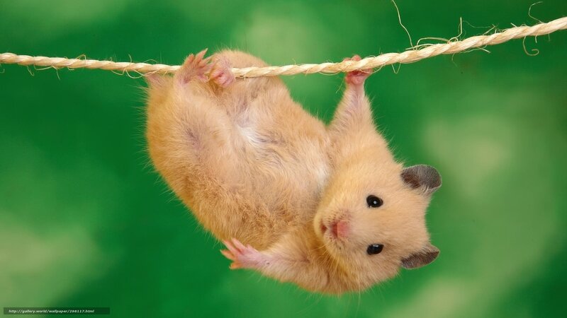 Hamster Hanging from Rope — Green, Playful, Photograph