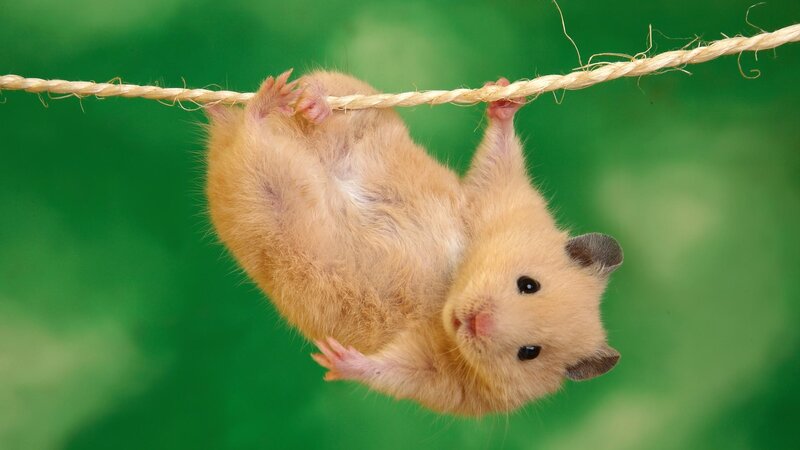 Hamster Hanging from Rope — Green, Playful