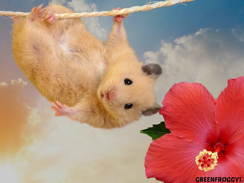 Hamster Hanging from Rope — Red