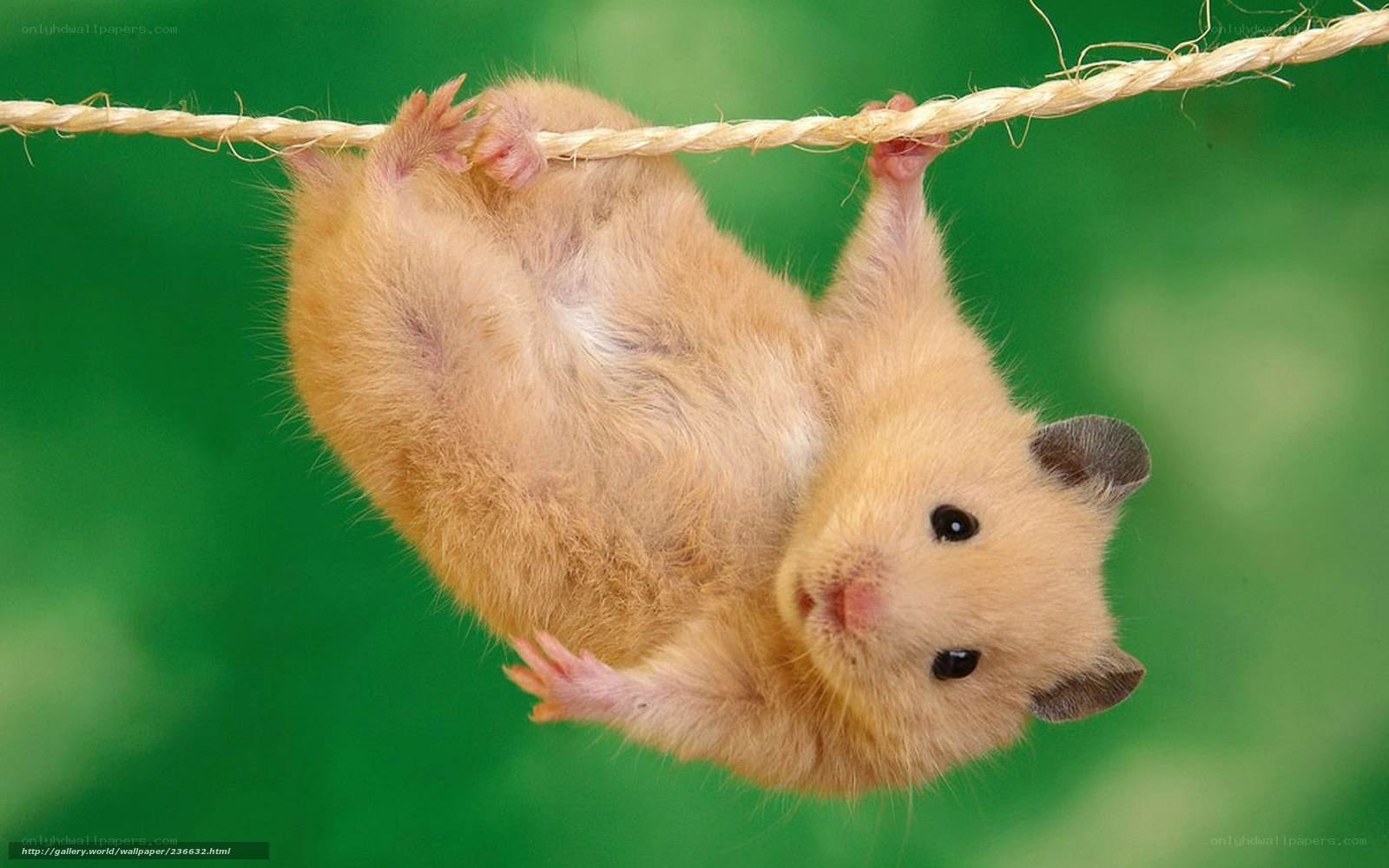 hamster hanging on rope