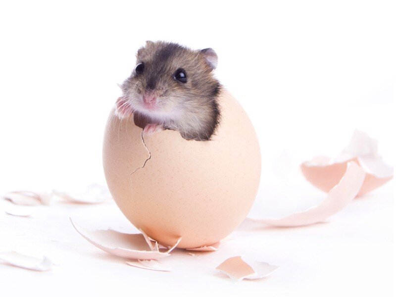 hamster hatching from egg
