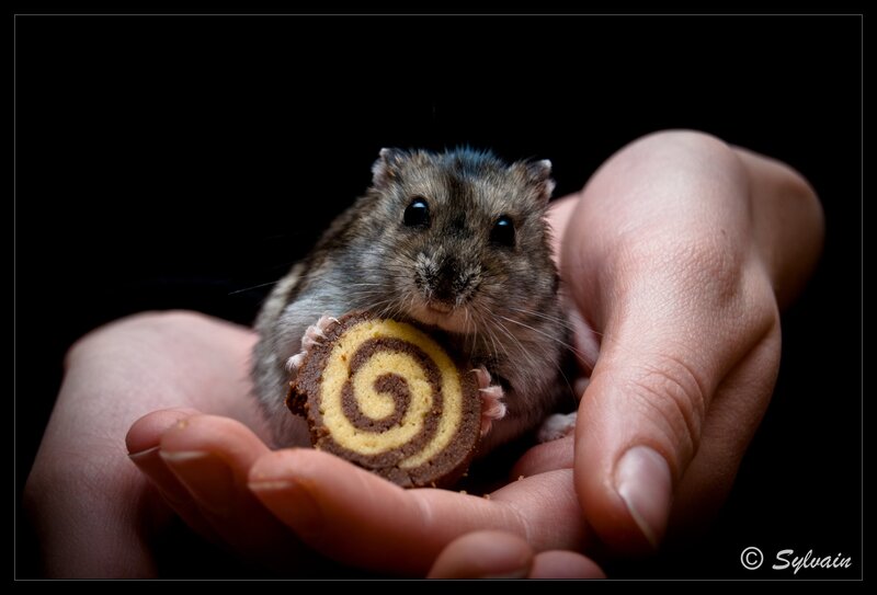 hamster holding a cookie