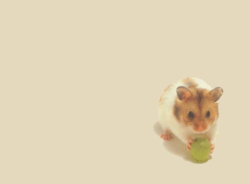 hamster holding a green grape