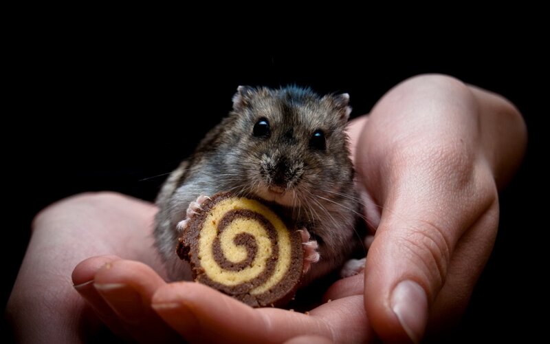 Hamster Holding Cookie
