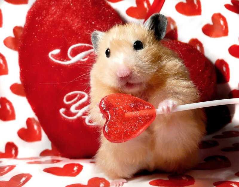 Hamster Holding Lollipop