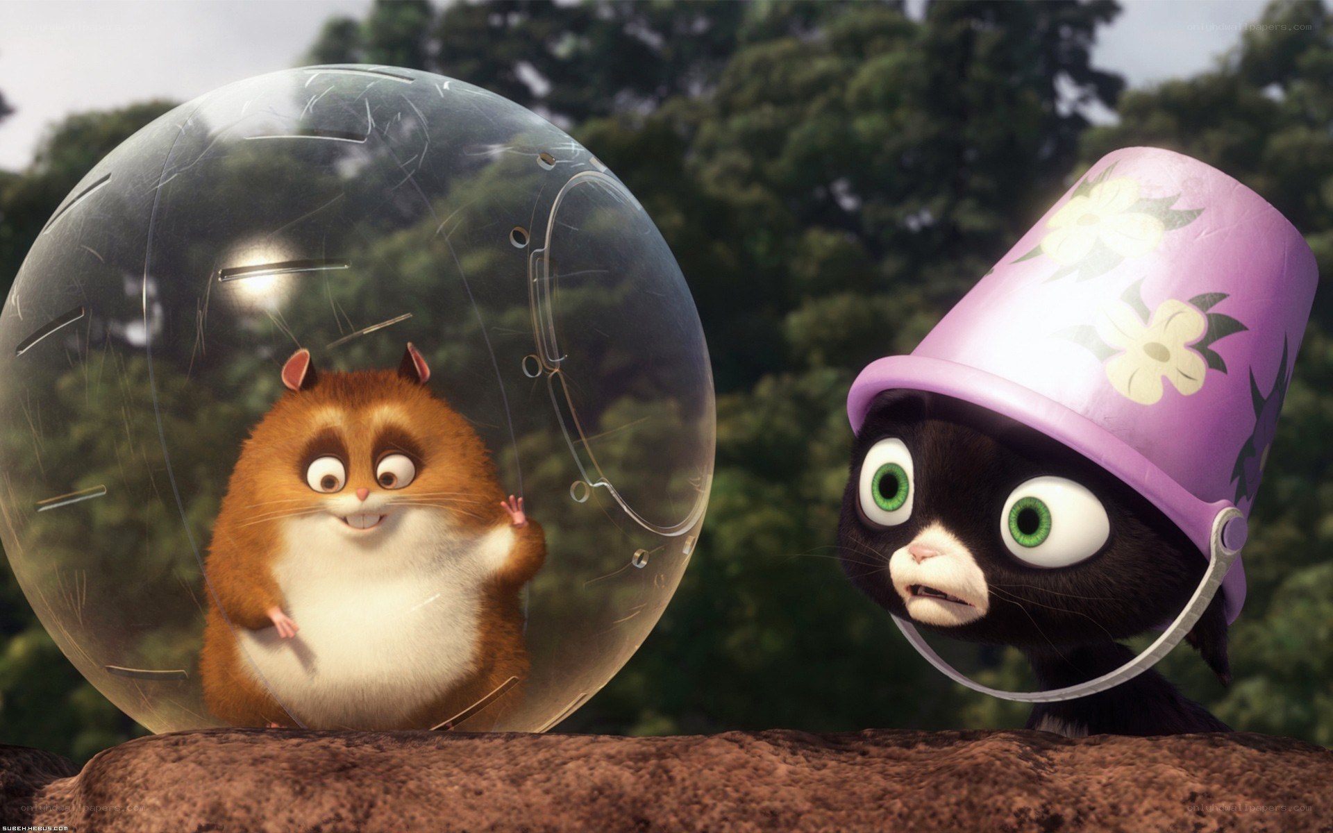 Hamster in a ball with cat