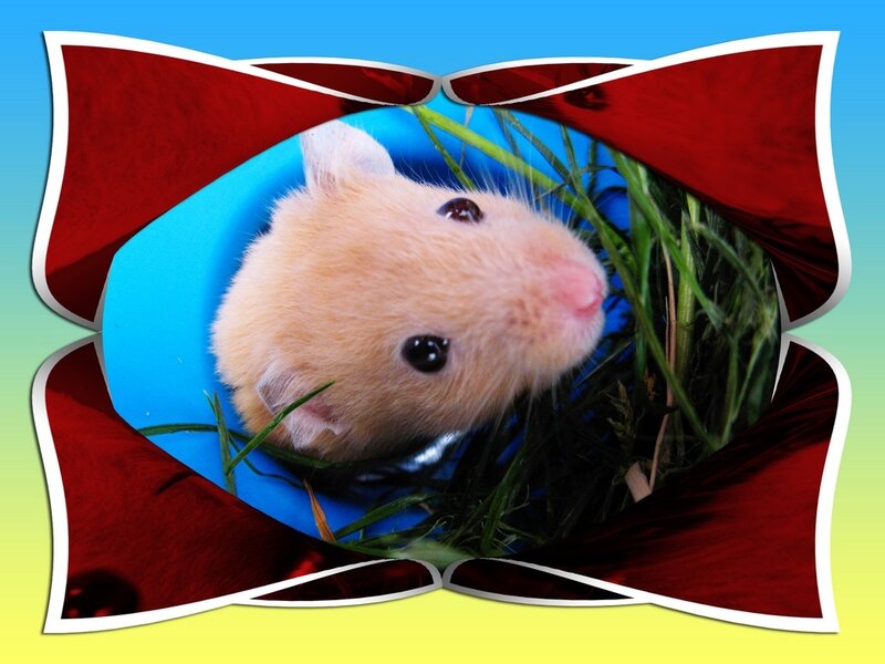 Hamster in a blue bowl