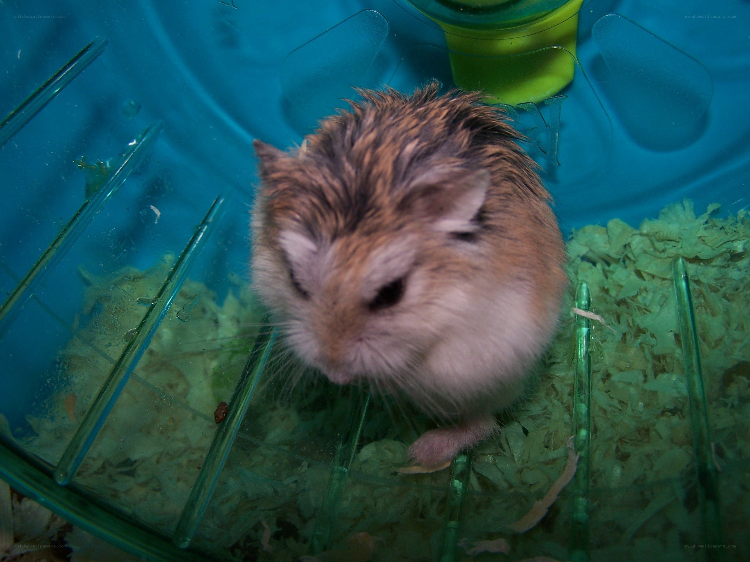 hamster in a blue cage