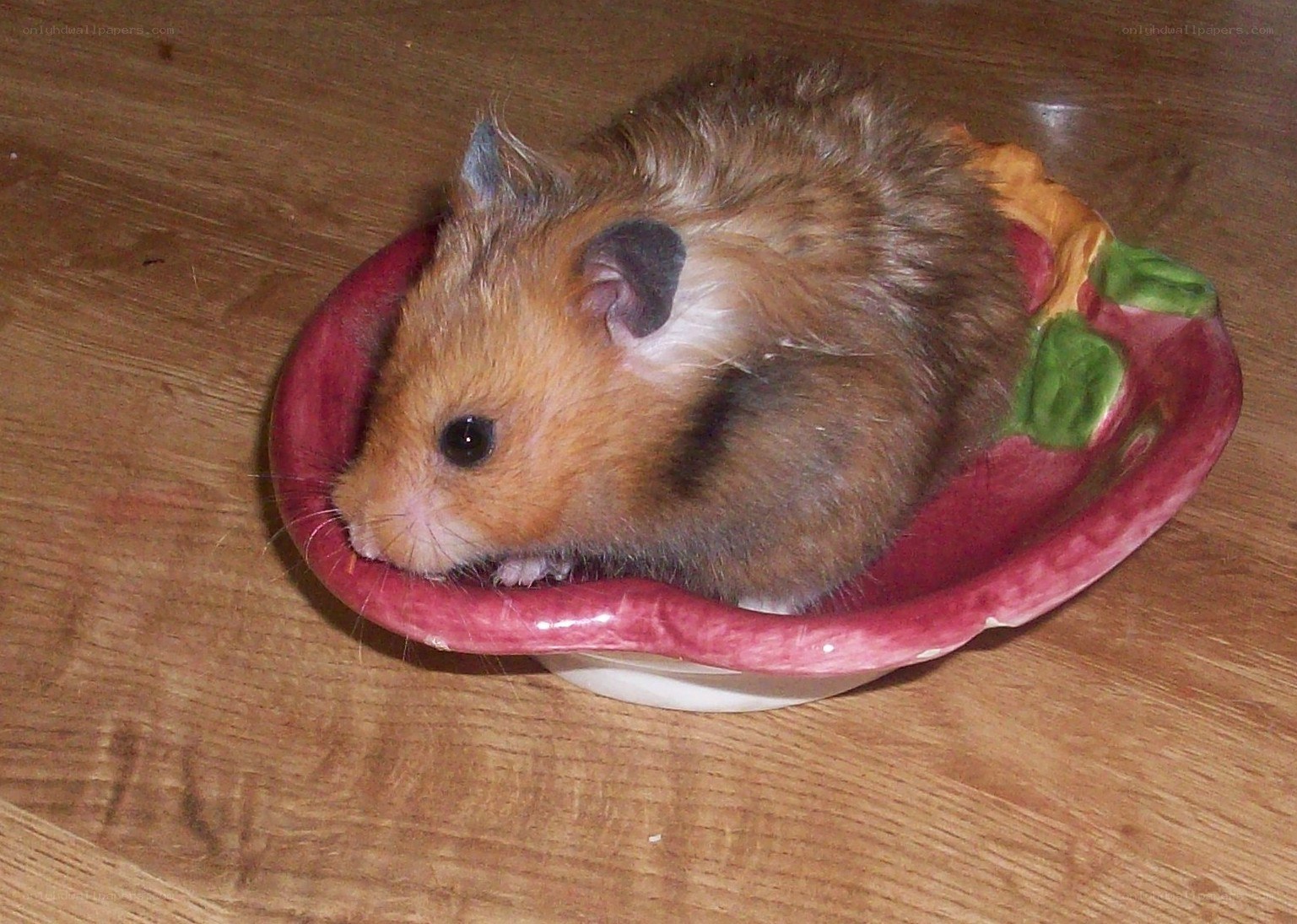 hamster in a bowl