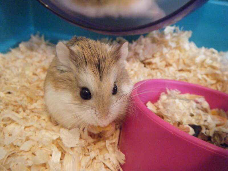 hamster in a cage