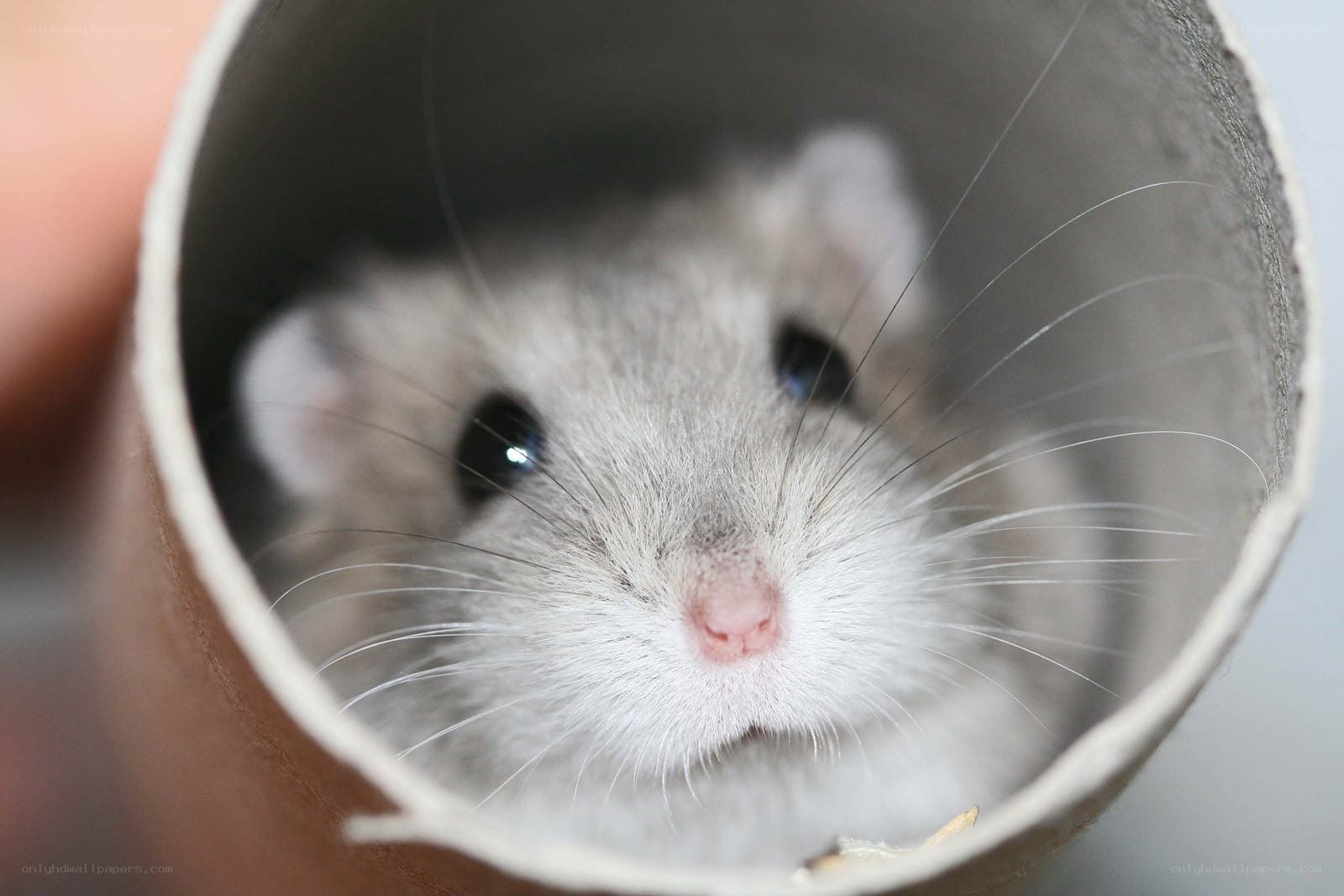 hamster in a cardboard tube