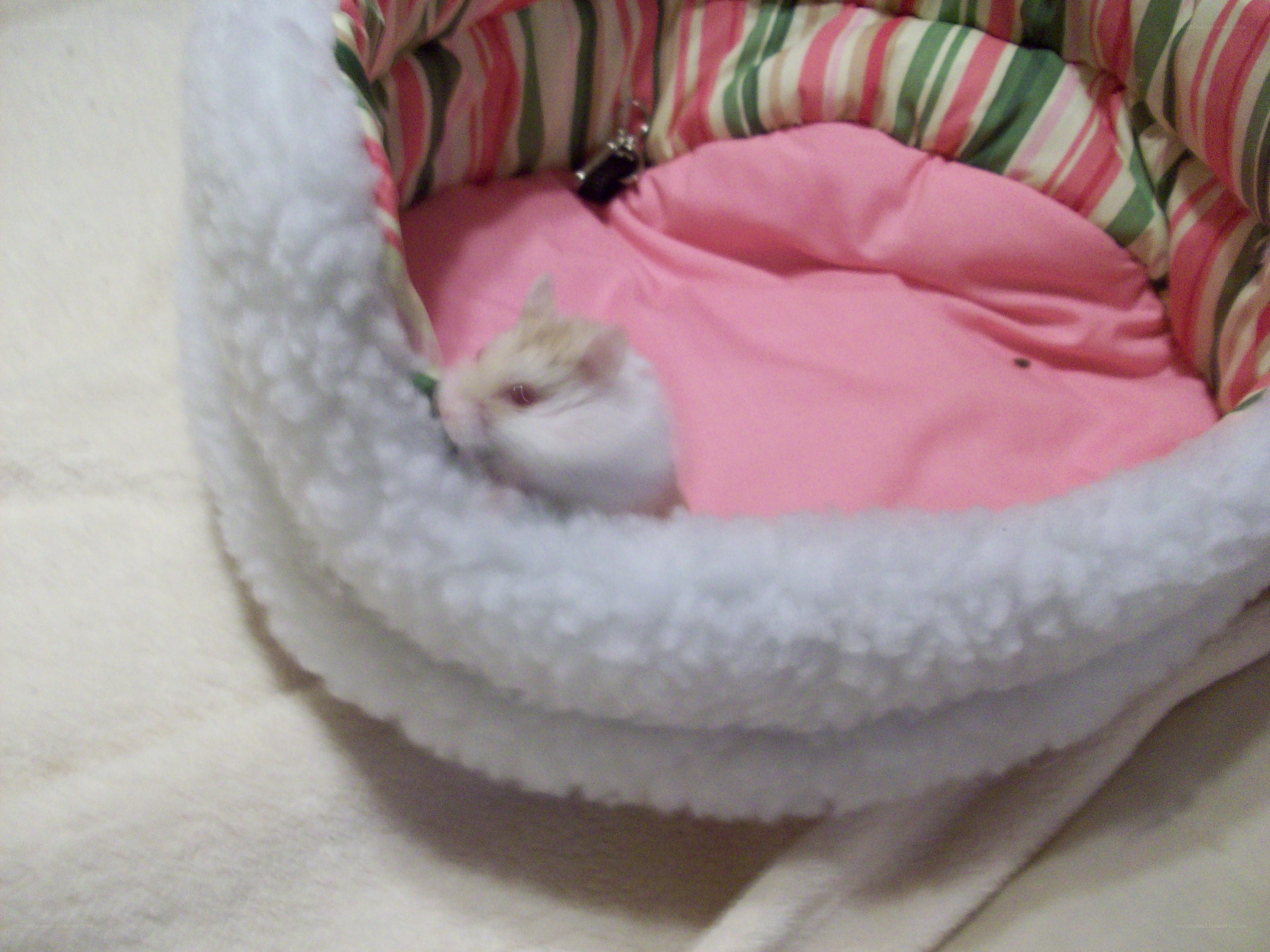 hamster in a cozy bed