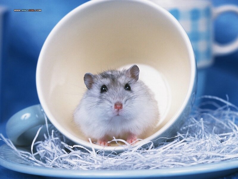 Hamster in a Cup — Blue