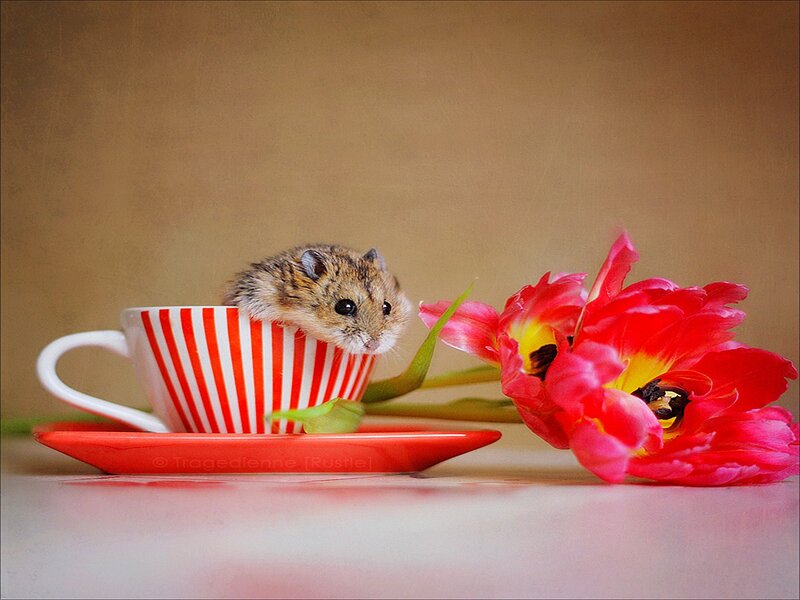 Hamster in a Cup — Red